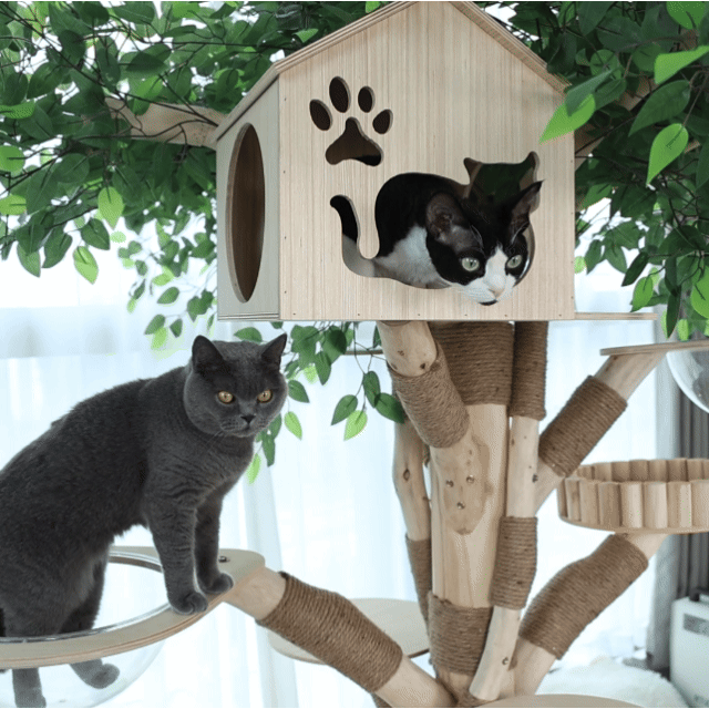 Cats climbing, scratching and exploring the HOOMLET Modern Cat Tree.