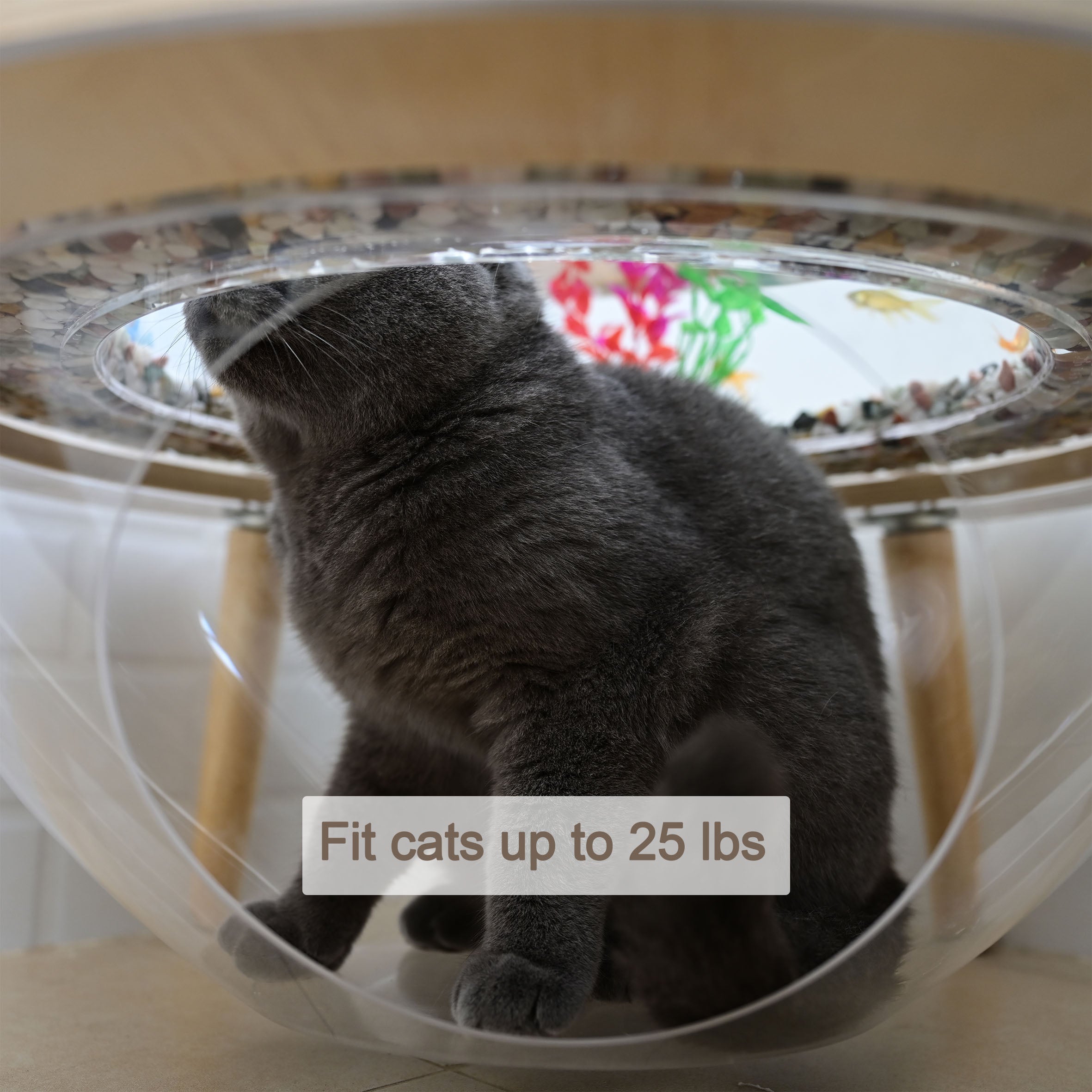 Large cat comfortably sitting inside the transparent cave of the HOOMLET Aquarium Pro XL Cat Bed, suitable for cats up to 25 lbs.