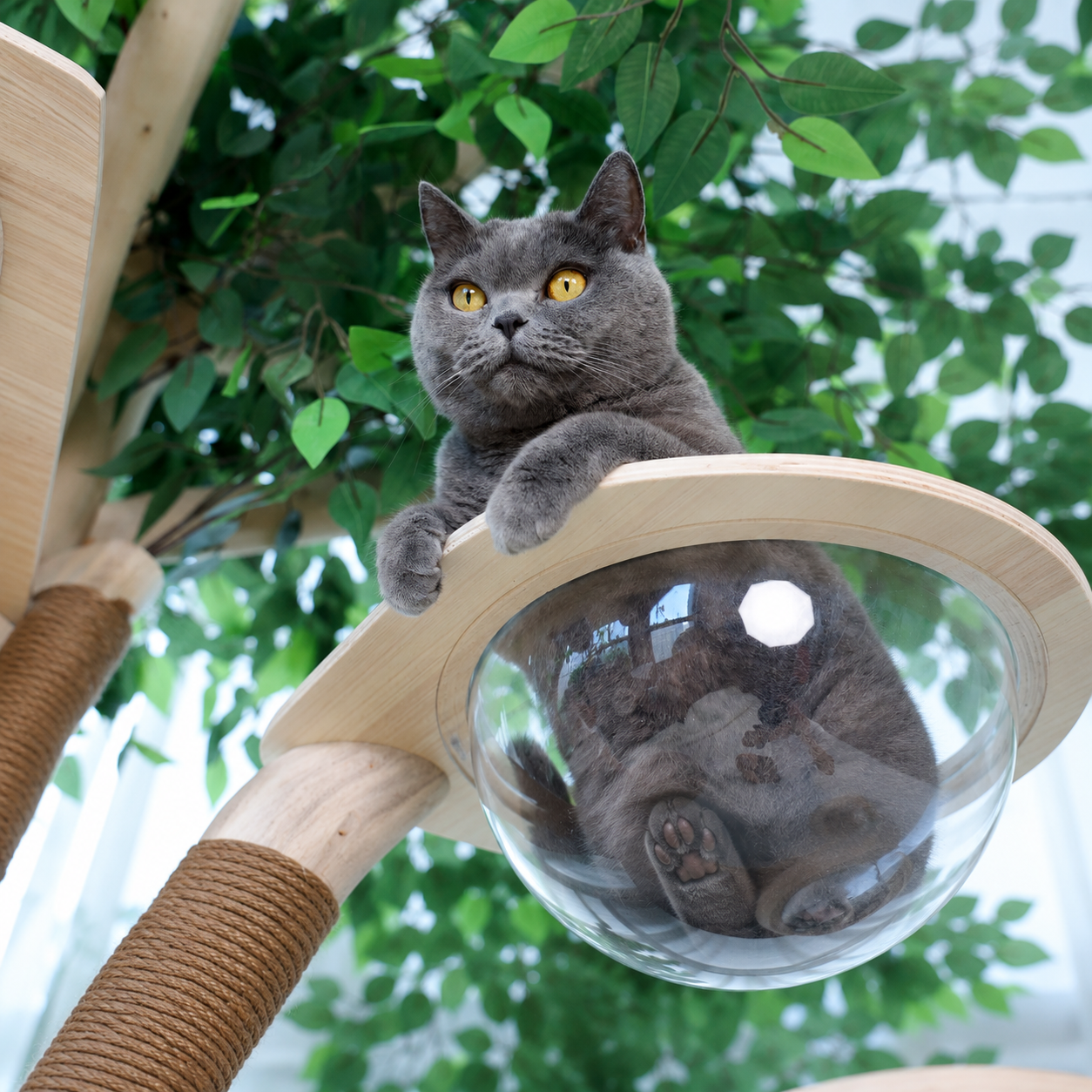 Cat relaxing in the transparent acrylic bowl.