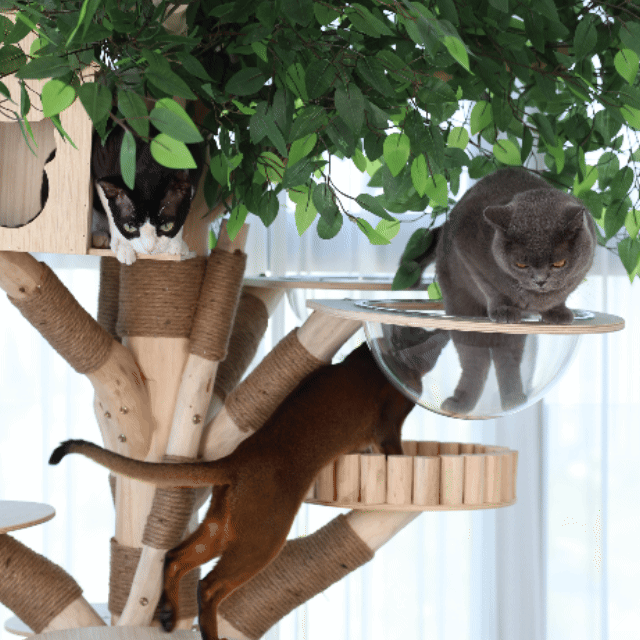 Cats exploring and relaxing beneath the leafy canopy of the HOOMLET Tree Inspired Cat Tower, inspired by their natural instincts.